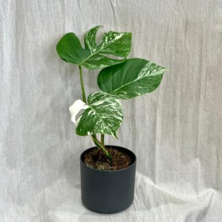 Monstera deliciosa ‘Albo-Variegata’ velká monstera deliciosa nebo variegata panasovaná monstera bílá vzácná pokojová rostlina