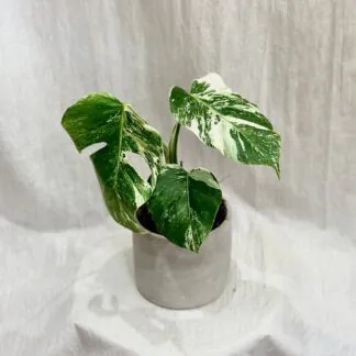 Monstera deliciosa ‘Albo-Variegata’ velká monstera deliciosa nebo variegata panasovaná monstera bílá vzácná pokojová rostlina