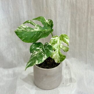 monstera deliciosa nebo variegata panasovaná monstera bílá vzácná pokojová rostlina
