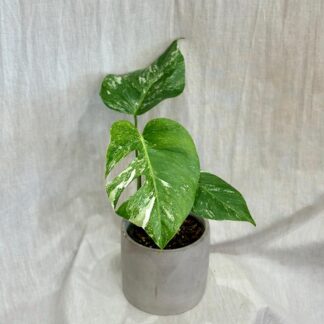 Monstera deliciosa ‘Albo-Variegata’ Ø 12 cm monstera deliciosa nebo variegata panasovaná monstera bílá vzácná pokojová rostlina