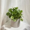 Peperomie obtusifolia ‘Golden Gate’ peperomia obtusifolia ‘Golden Gate’