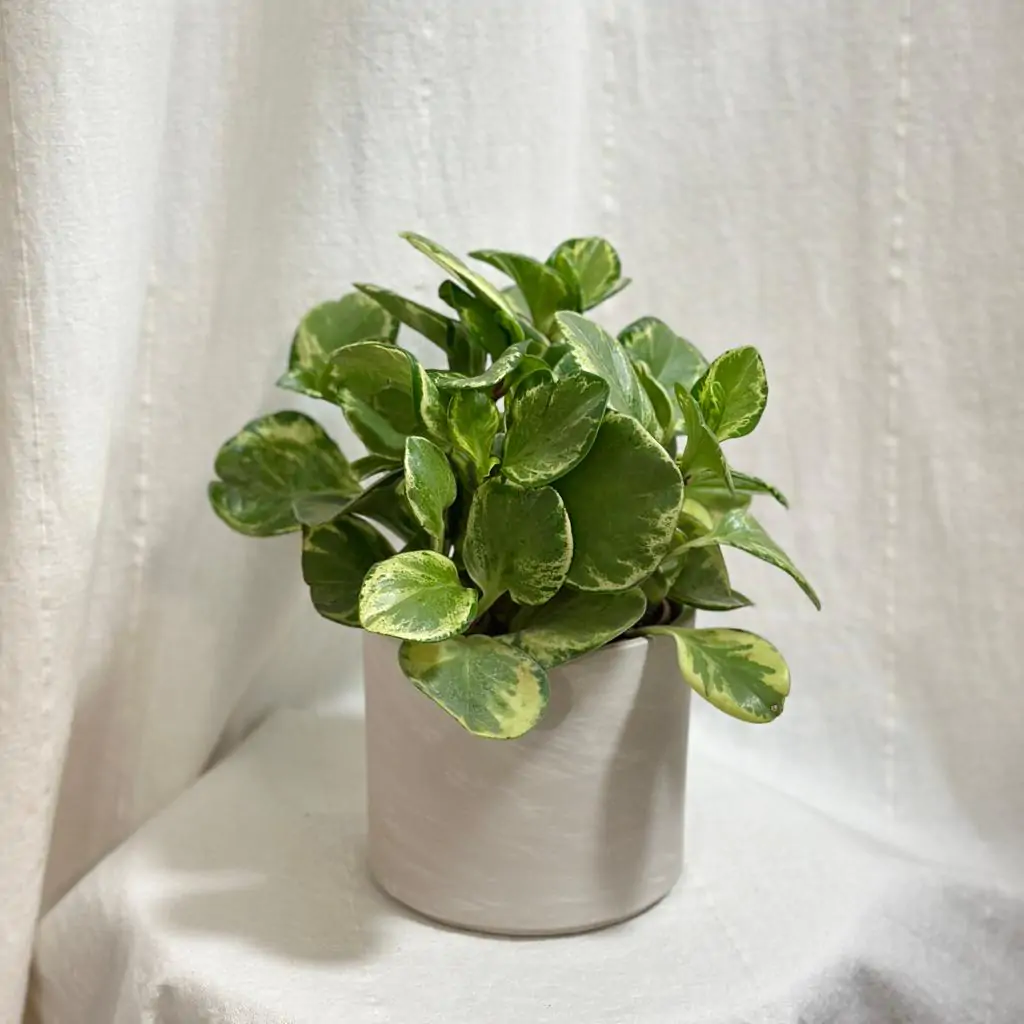 Peperomie obtusifolia ‘Golden Gate’ peperomia obtusifolia ‘Golden Gate’