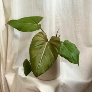 philodendron ‘Summer Glory’