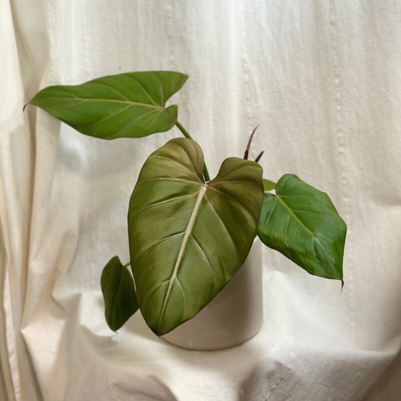 philodendron ‘Summer Glory’