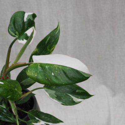 philodendron white princess raritní pokojová rostlina panasovana