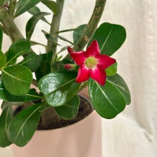 Adenium obesum ‘Red’ / Pouštní růže adenium obesum red cervena poustni ruze sukulent pokojovka