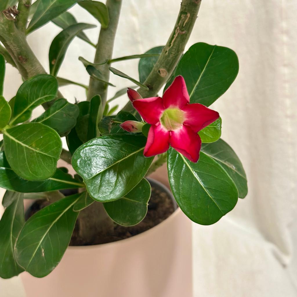 Adenium obesum ‘Red’ / Pouštní růže adenium obesum red cervena poustni ruze sukulent pokojovka