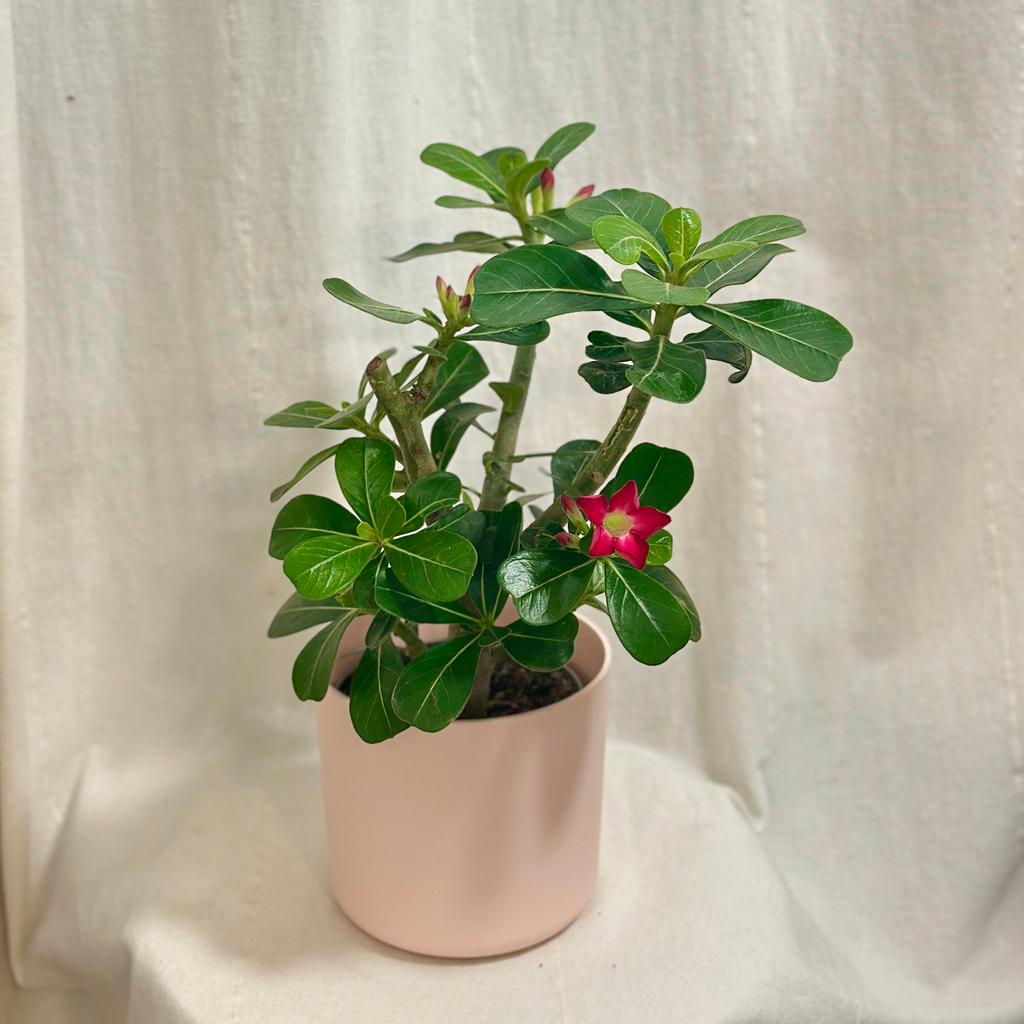 Adenium obesum ‘Red’ / Pouštní růže adenium obesum red cervena poustni ruze sukulent pokojovka