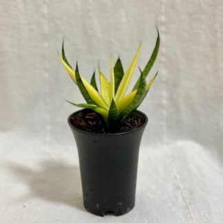 Sansevieria ‘Comet Chrysanta Lemon’ sansevieria Comet Chrysanta Lemon zluta