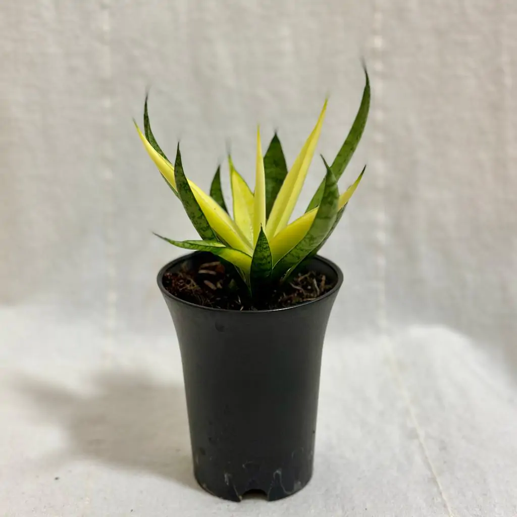 Sansevieria ‘Comet Chrysanta Lemon’ sansevieria Comet Chrysanta Lemon zluta