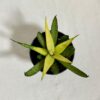 Sansevieria ‘Comet Chrysanta Lemon’ sansevieria Comet Chrysanta Lemon zluta