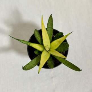 sansevieria Comet Chrysanta Lemon zluta