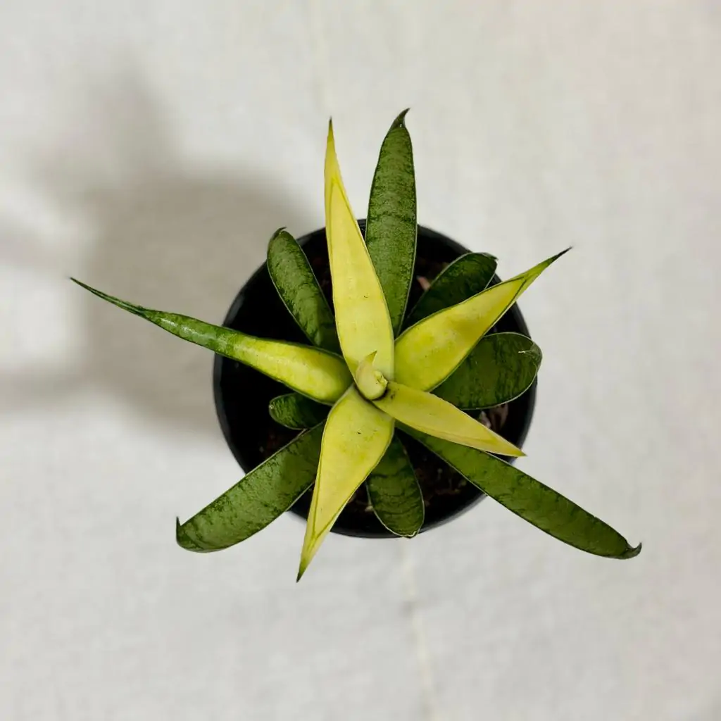 Sansevieria ‘Comet Chrysanta Lemon’ sansevieria Comet Chrysanta Lemon zluta