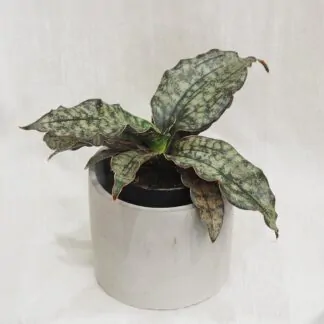 sansevieria kirkii pulchra coppertone tchýně jazyky nenarocná zajímavá pokojová rostlina
