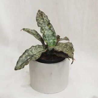 sansevieria kirkii pulchra coppertone tchýně jazyky nenarocná zajímavá pokojová rostlina
