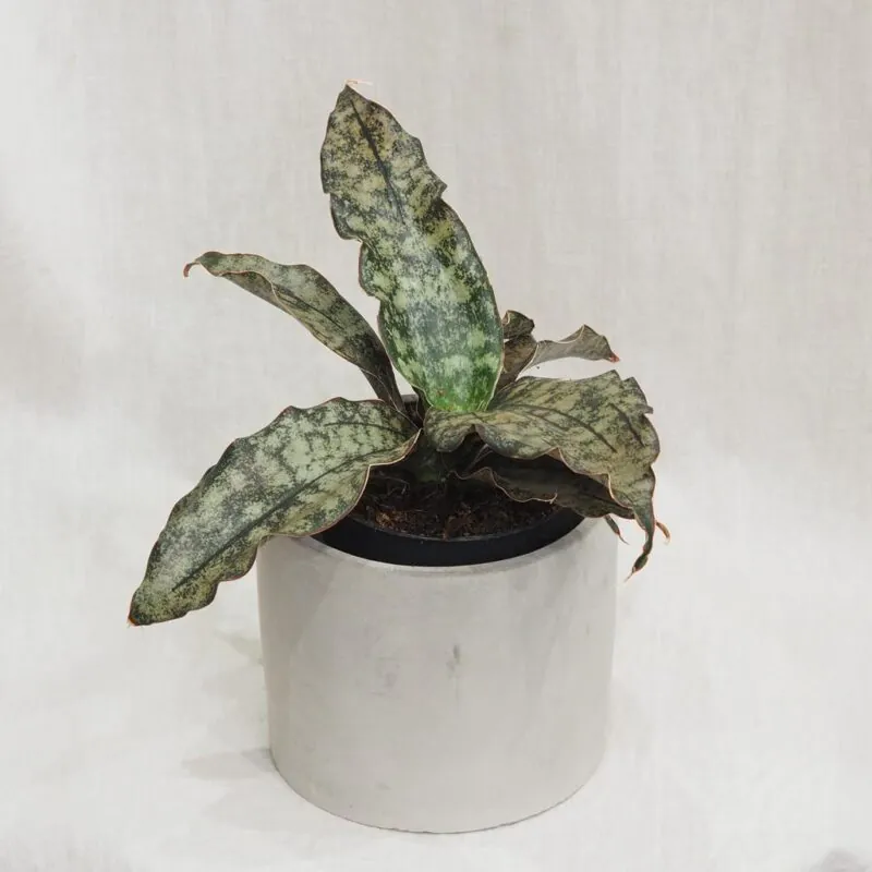 sansevieria kirkii pulchra coppertone tchýně jazyky nenarocná zajímavá pokojová rostlina