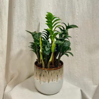 Pokojové rostliny, řasokoule a příslušenství zamioculcas zenzi nenarocna izbova rastlina plantizia