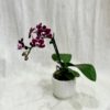 orchidea phalaenopsis multiflora purpurova plantizia Plantizia.cz
