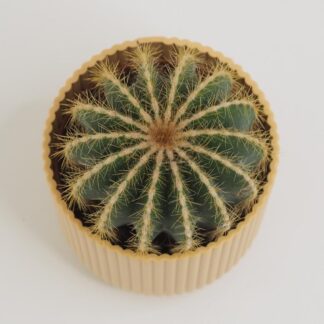 kaktus Parodia magnifica