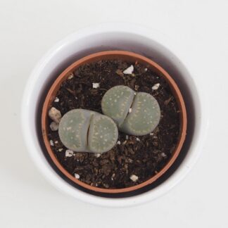 Živé kameny / Lithopsy lithopsy živé kameny sukulenty netradiční zajímavá plantize