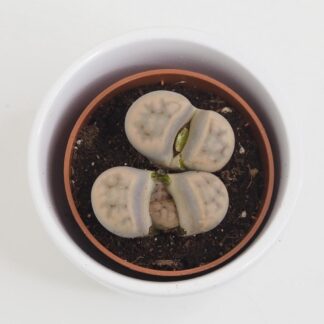 Živé kameny / Lithopsy lithopsy živé kameny sukulenty netradiční zajímavá plantize