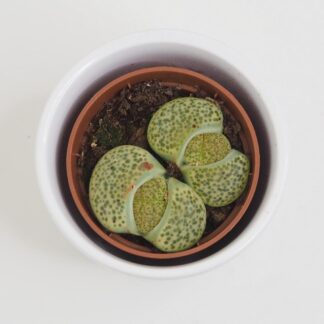 Živé kameny / Lithopsy lithopsy živé kameny sukulenty netradiční zajímavá plantize