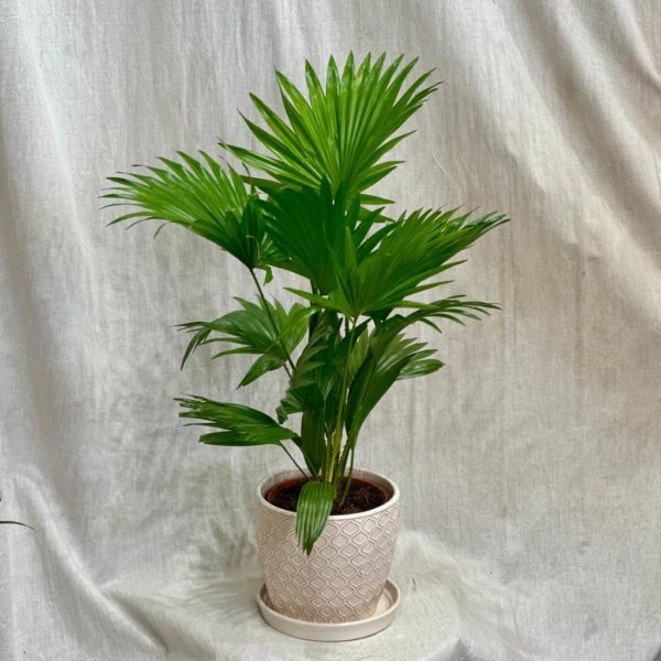 palma livistona rotundifolia plantizia Plantizia.cz
