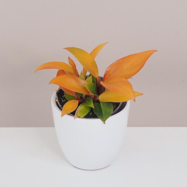 philodendron orange barevná nenarocná pokojová rostlina plantizia