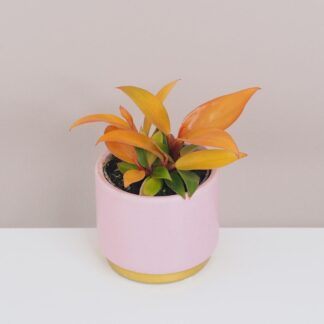 Philodendron ‘Orange’ malý philodendron orange barevná nenarocná pokojová rostlina plantizia