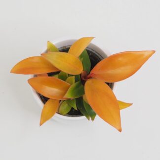 Philodendron ‘Orange’ malý philodendron orange barevná nenarocná pokojová rostlina plantizia