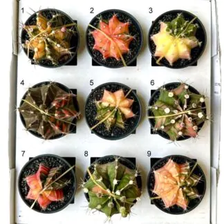 Kaktus Gymnocalycium mihanovichii variegata