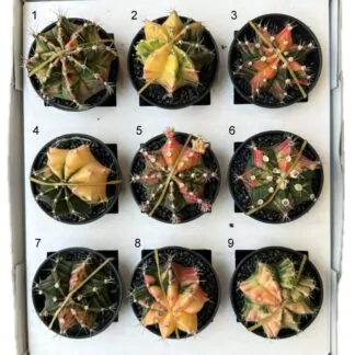 Kaktus Gymnocalycium mihanovichii variegata