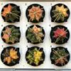 Kaktus Gymnocalycium mihanovichii variegata
