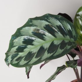 calathea compact Calathea Compact Star