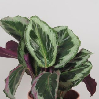Calathea roseopicta ‘Marion’ calathea roseopicta marion