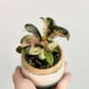 ficus elastica shivereana baby mini rostlina