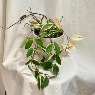 hoya carnosa flamingo dream