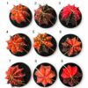 Kaktus Gymnocalycium mihanovichii variegata Kaktus Gymnocalycium mihanovichii variegata