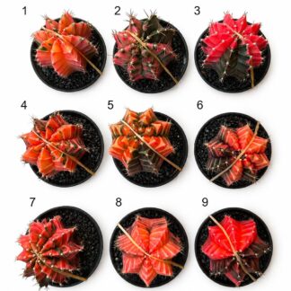 Kaktus Gymnocalycium mihanovichii variegata