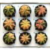 Kaktus Gymnocalycium mihanovichii variegata kaktus gymnocalycium mihanovichii variegata vzácný panasovaný