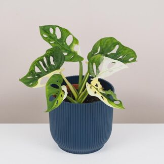 monstera adansonii variegata panasovana