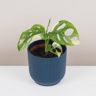 Monstera adansonii variegata monstera adansonii variegata panasovaná raritní pokojová rostlina