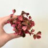 Oxalis vulcanicola ‘Pink’ malý oxalis vulcanicola pink růžová pokojová rostlina