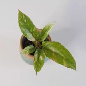 Philodendron ‘Ring of fire’ malý