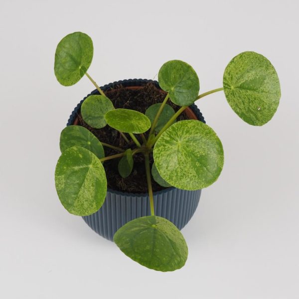 pilea peperomioides mojito, money plant, pokojová rostlina, stylová rostlina, hipster plant, urban jungle, pokojovka