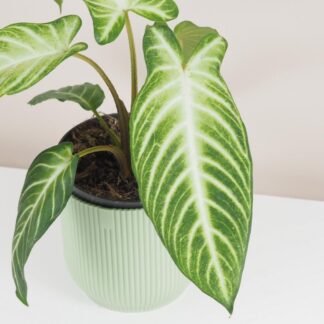 xanthosoma lindenii caladium 2 plantizia Plantizia.cz