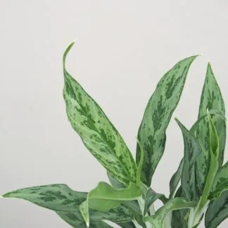 aglaonema greyhound nenarocná pokojová rostlina plantizia