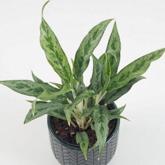 aglaonema greyhound nenarocná pokojová rostlina plantizia