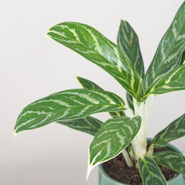 aglaonema ivy green zelená nenarocná rostlina cisti vzduch bílé stonky