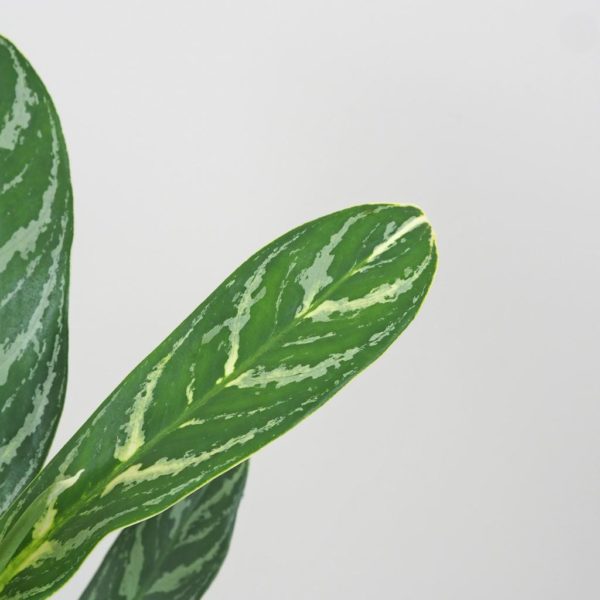 aglaonema ivy green zelená nenarocná rostlina cisti vzduch bílé stonky